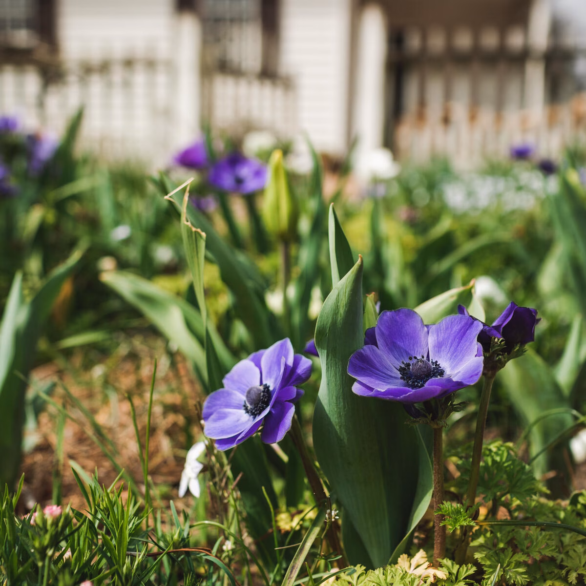 garden flowers