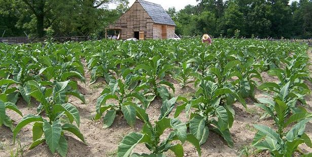 when to sow tobacco seeds uk How to Grow Tobacco