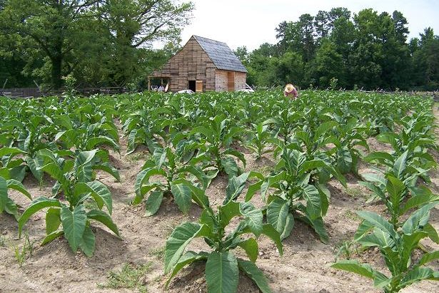 A photo of a field of tobacco with a worker tending the field in the center.