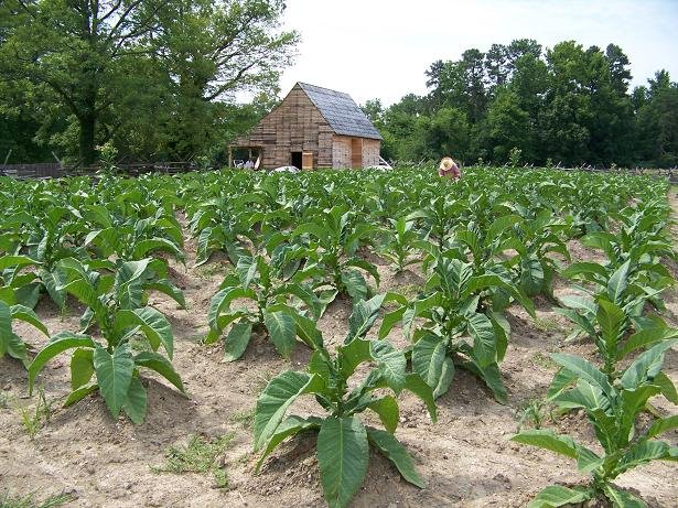 A photo of a field of tobacco with a worker tending the field in the center.