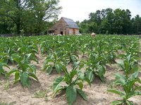 project zomboid grow tobacco How to Grow Tobacco