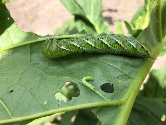 A photo of a large caterpillar and smaller green worms on a tobacco leaf.