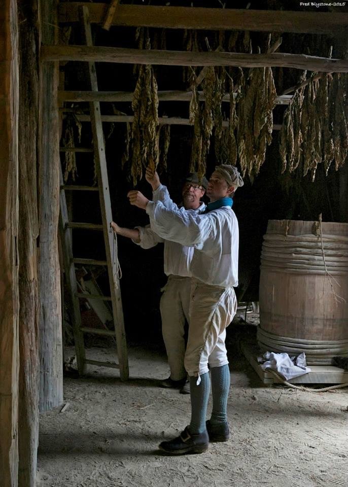 A photo of two farmers hanging tobacco leaves to dry out in a drying shed.