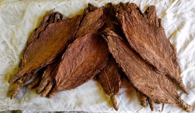 A photo of dried tobacco leaves in a pile.