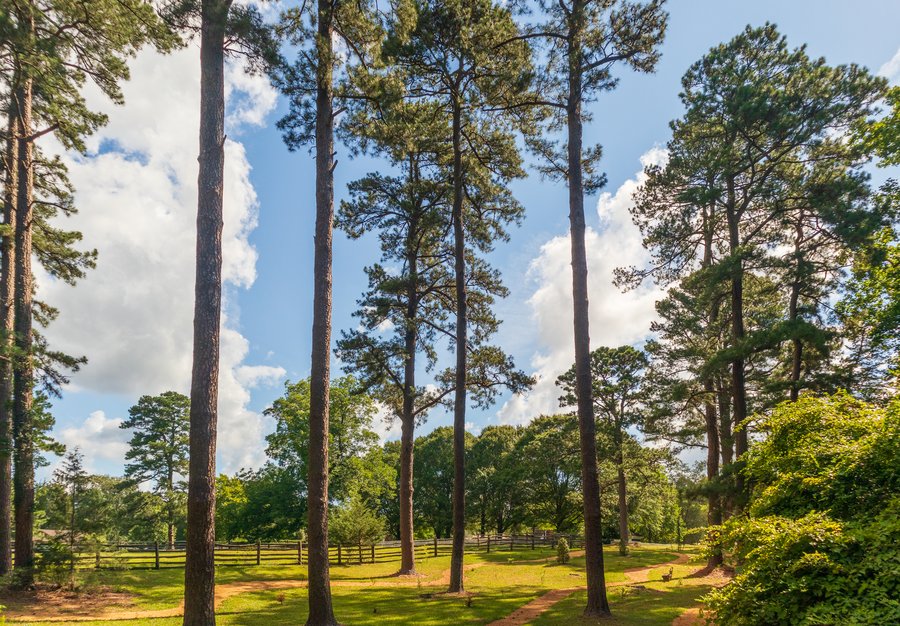 Bassett Trace Nature Trail Towering Pine Trees