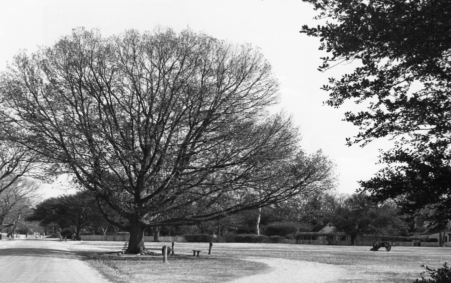 Compton_Oak_in_1979
