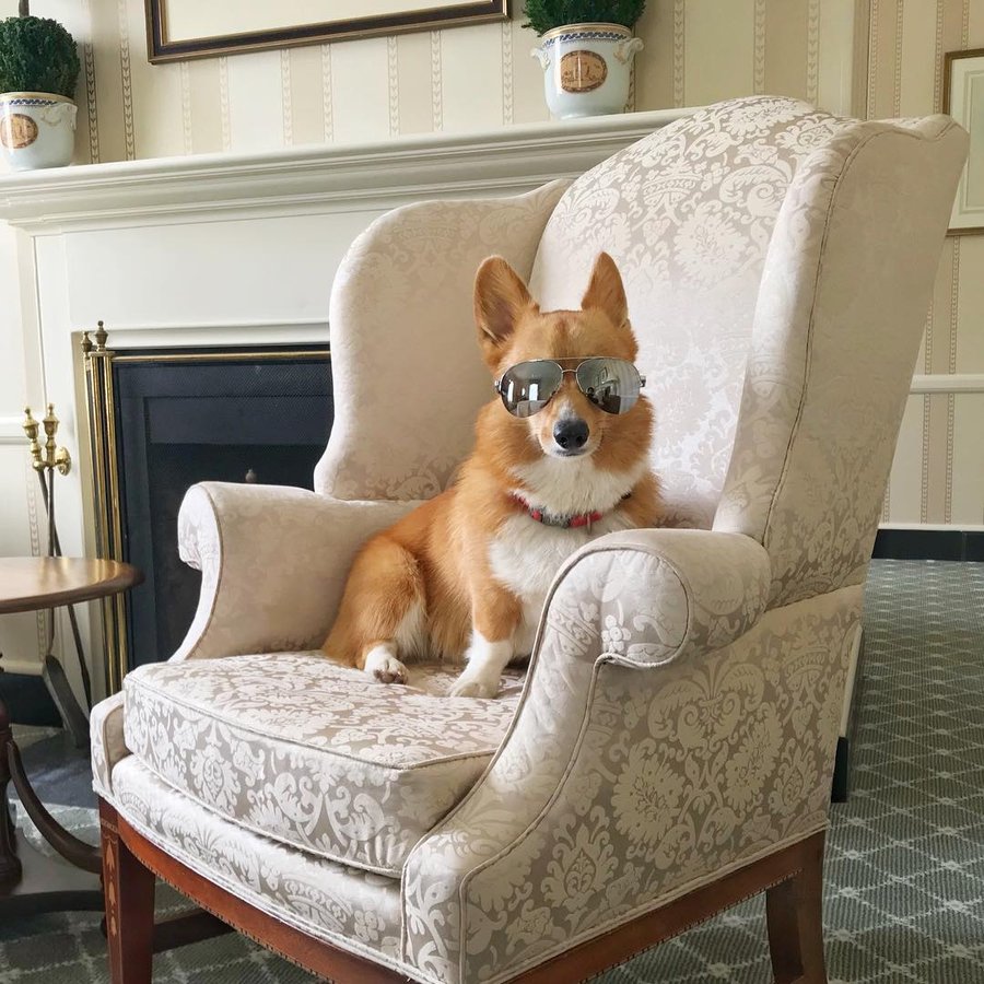 Corgi Dog at the Inn (1)