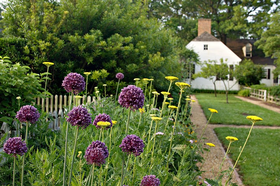 yorktown-onion-trend-and-tradition-spring-2017