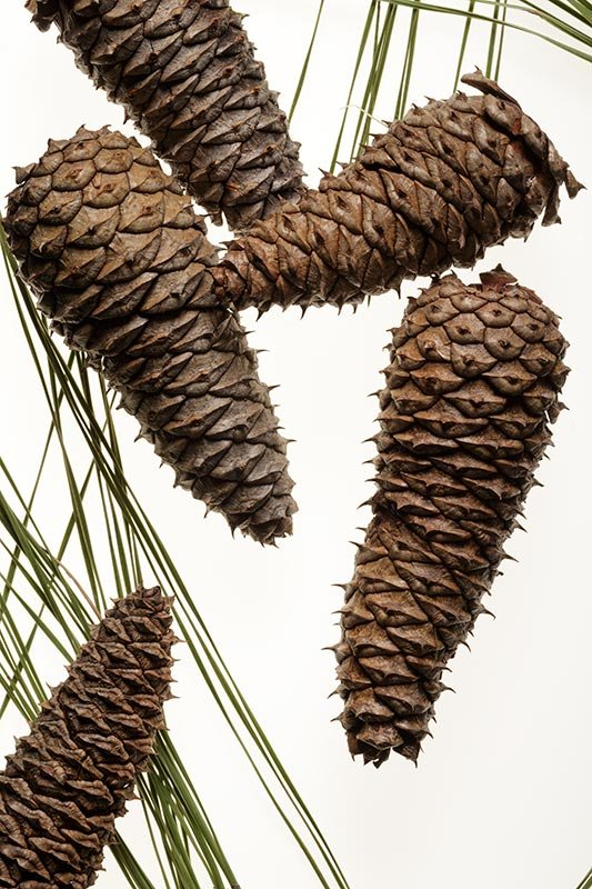 pinecones-trend-and-tradition-spring-2016