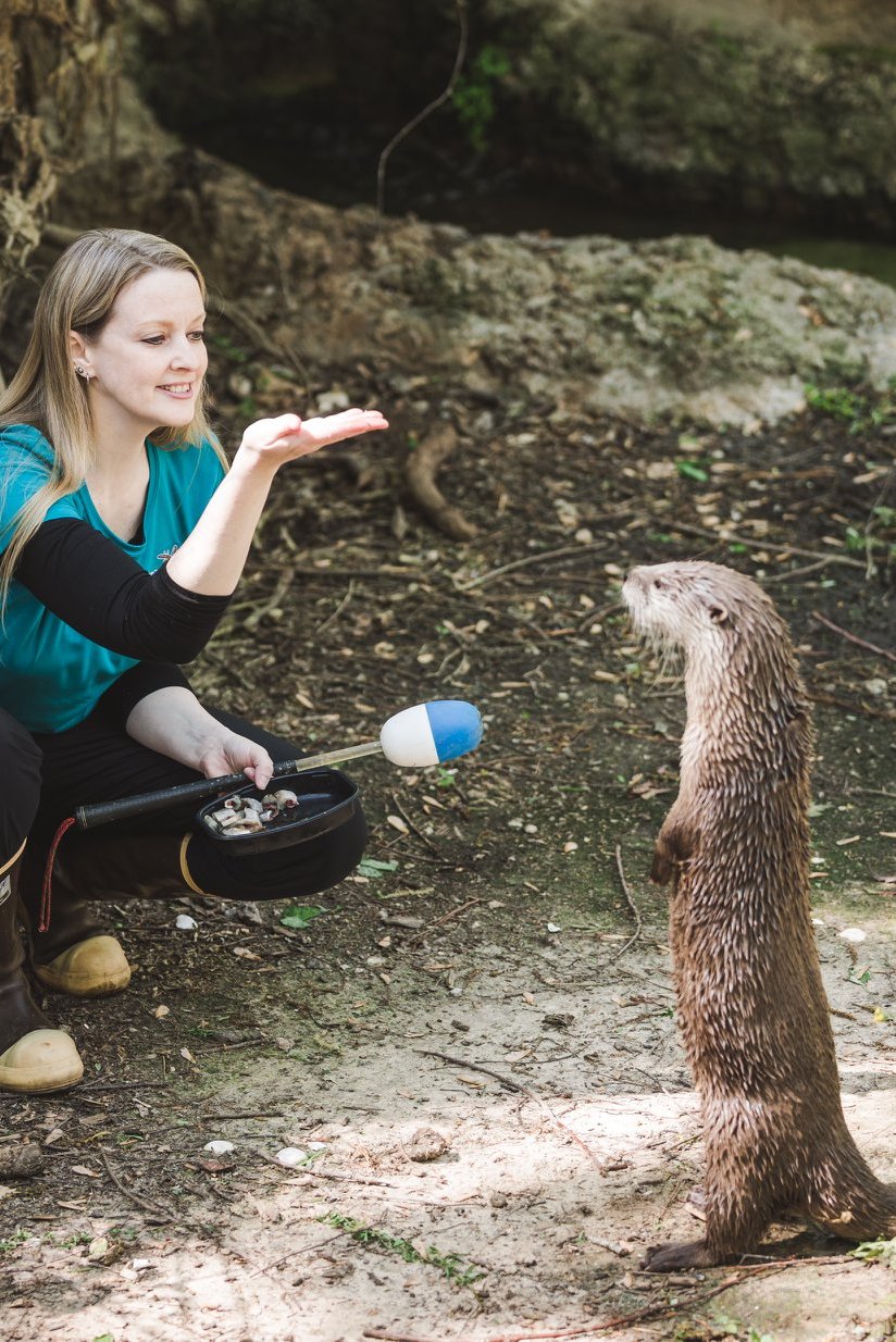 Otter at the Virginia Living Museum