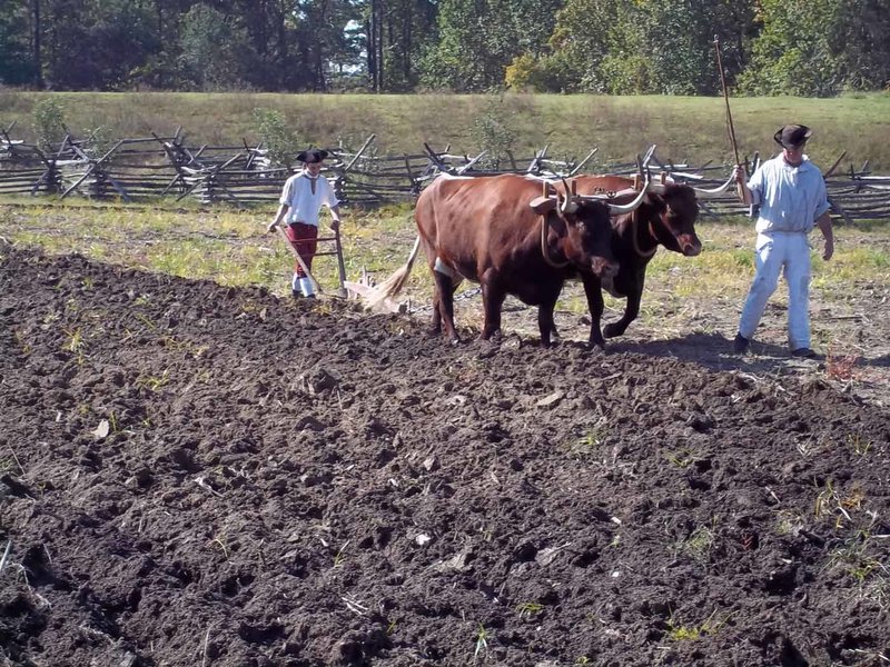 A photo of two men using two oxen to plow a field of dirt.