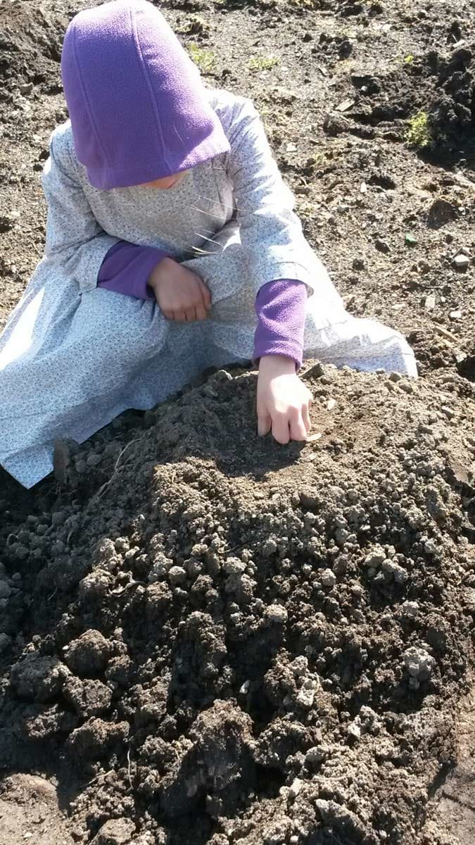 A photo of a young guest in a purple hoodie helping plant seed into the dirt.