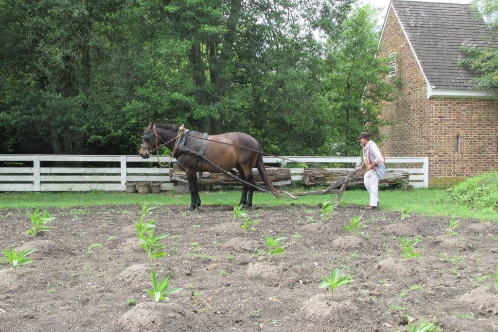 A photo of a farmer plowing a vegetable garden with a brown horse