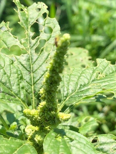 A photo of a pigweed that has seeded, a bright green plate with large leaves