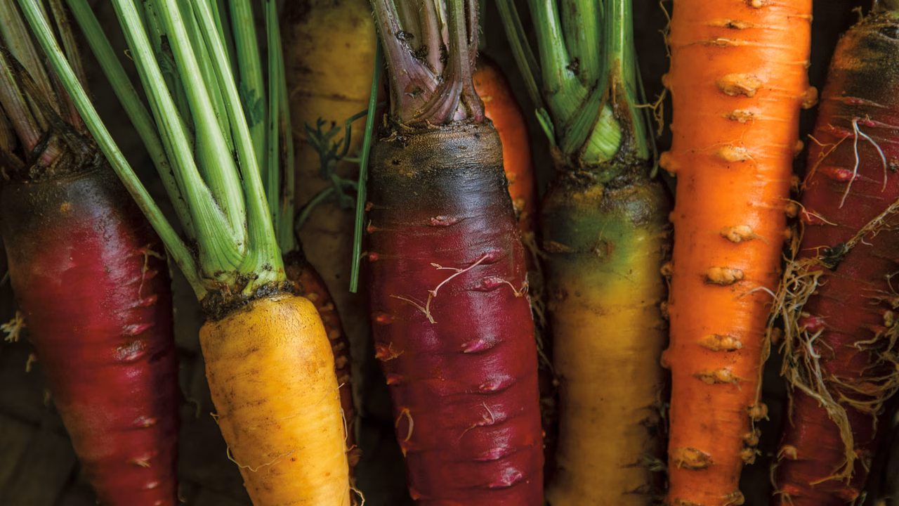 TT.Winter2026.GardentoTable