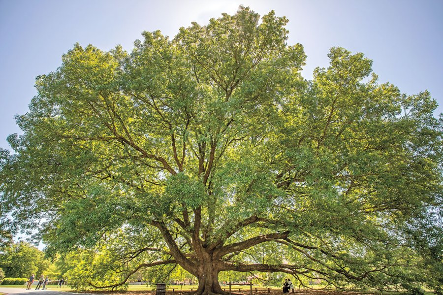 compton-oak