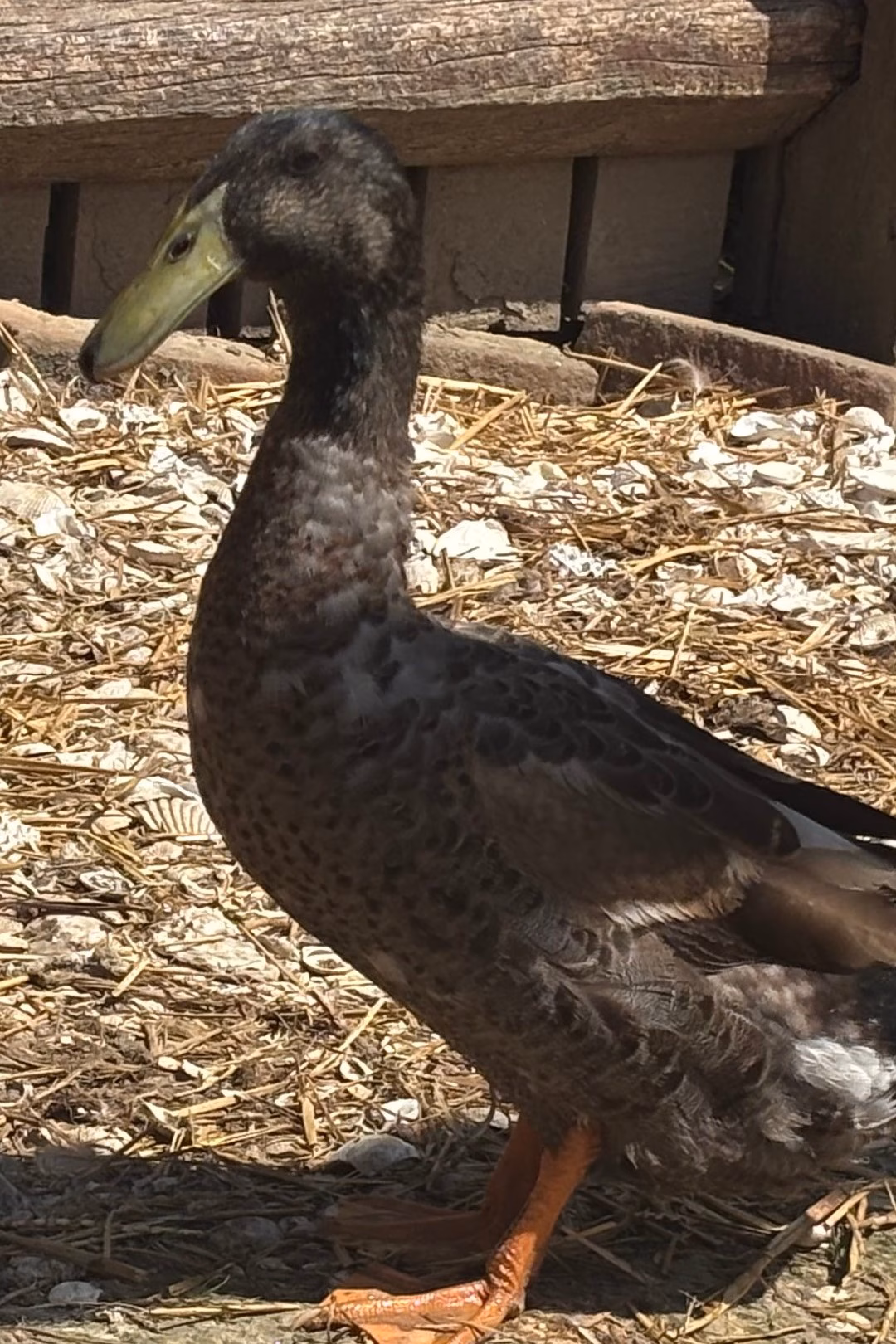 ducks-ems-main-9x16.original.jpg