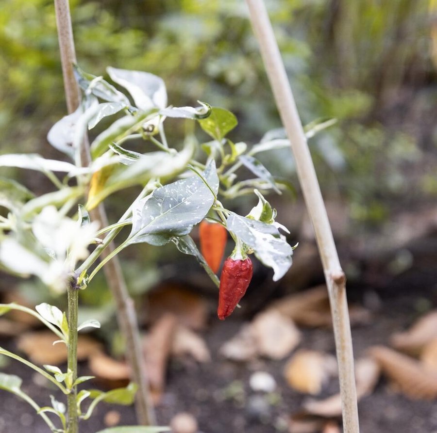 fish peppers