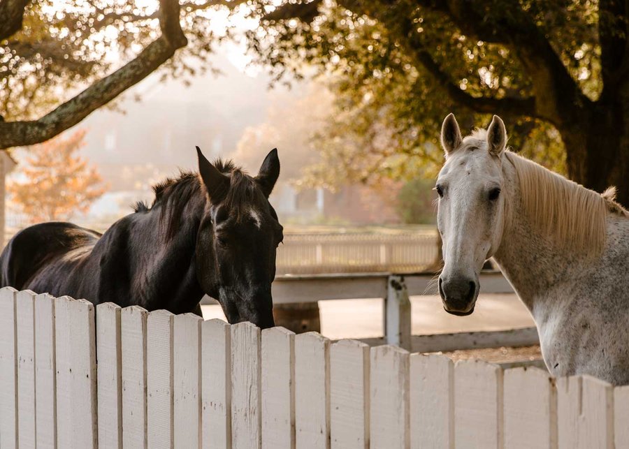 horsesFig-3