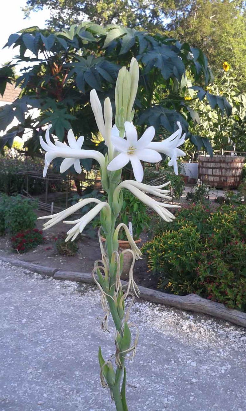 image-1Tuberose