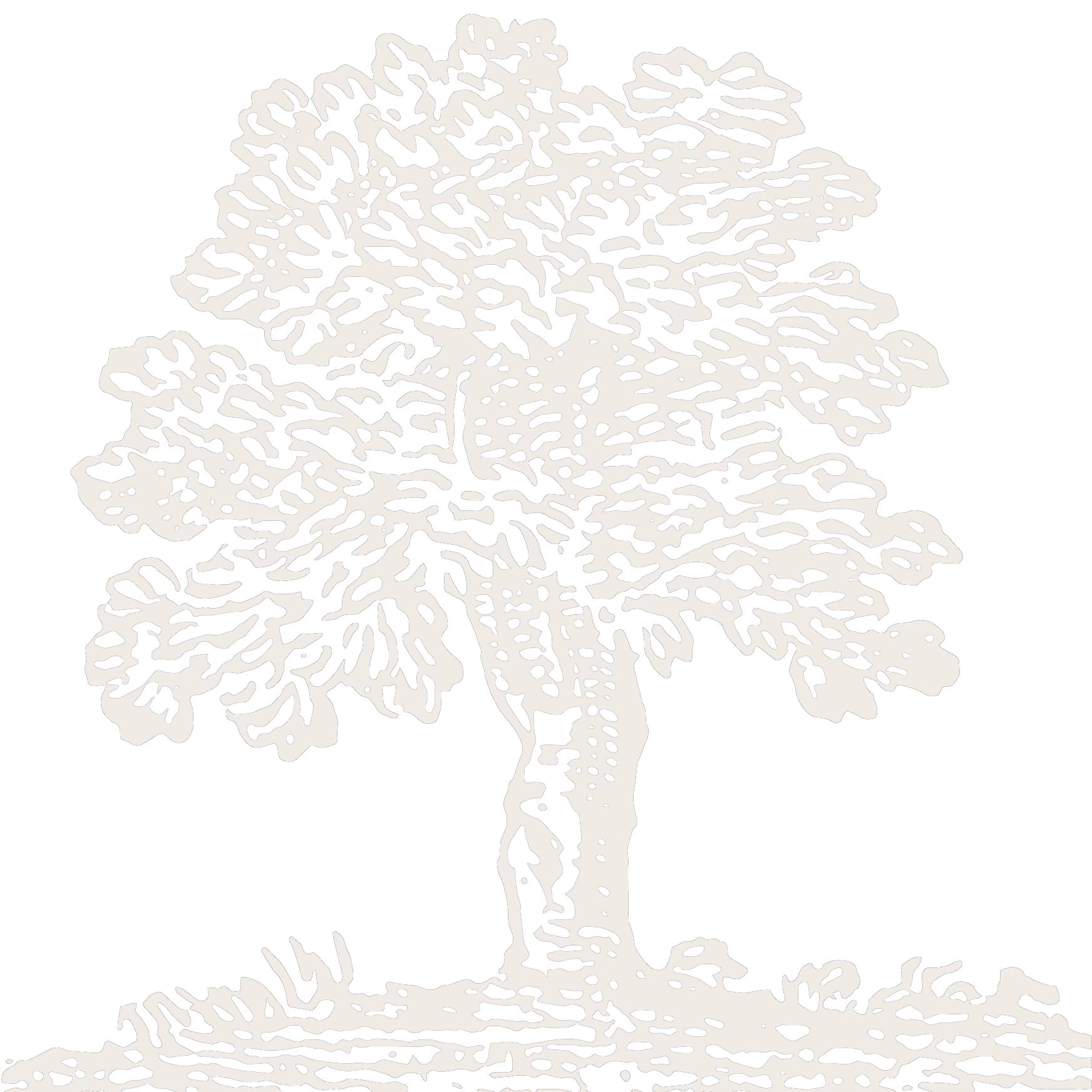 oak-white