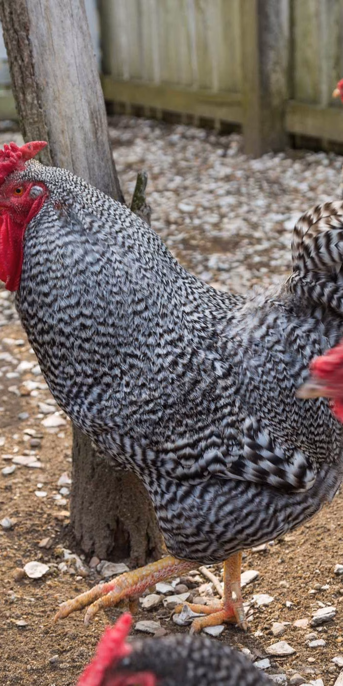 rare-breeds-chicken-teaser.original.jpg