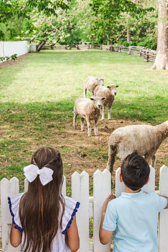 sheep-pasture-kids