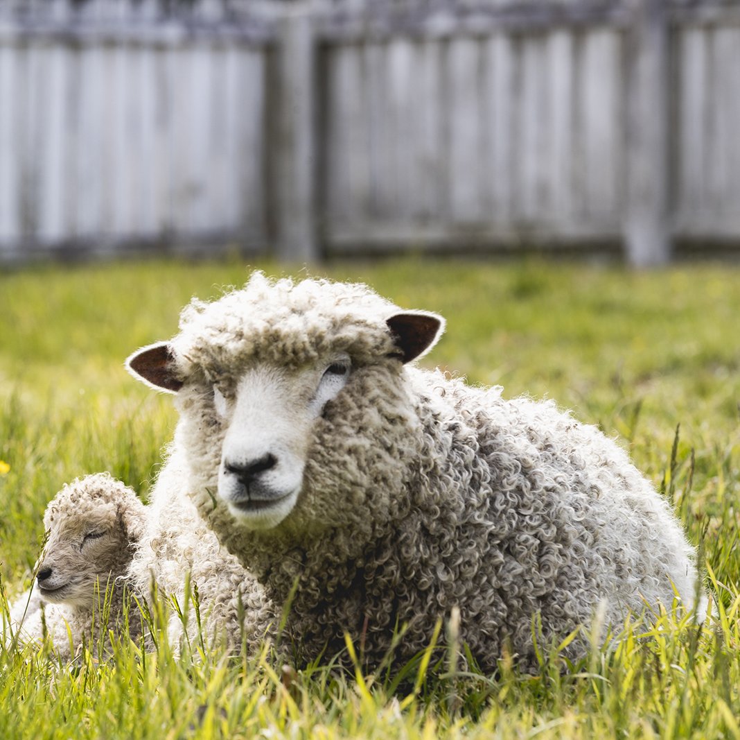 sheep-sitting-grass-together-fence