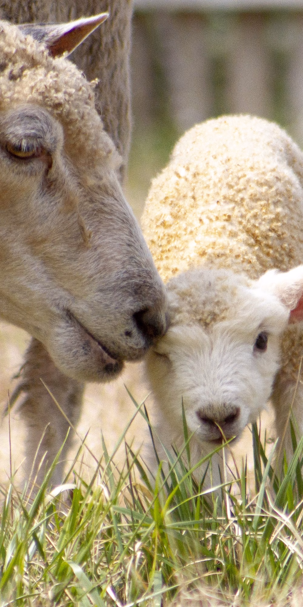 sheep-teaser.original.jpg