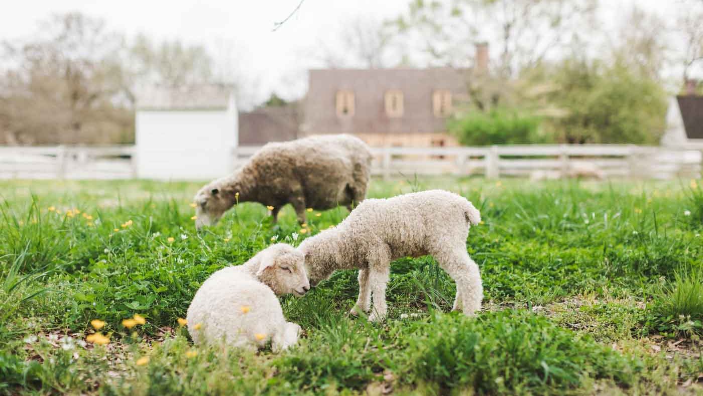 Colonial Spring Time 21 Must-Try Spring Activities at Colonial Williamsburg Resorts ...