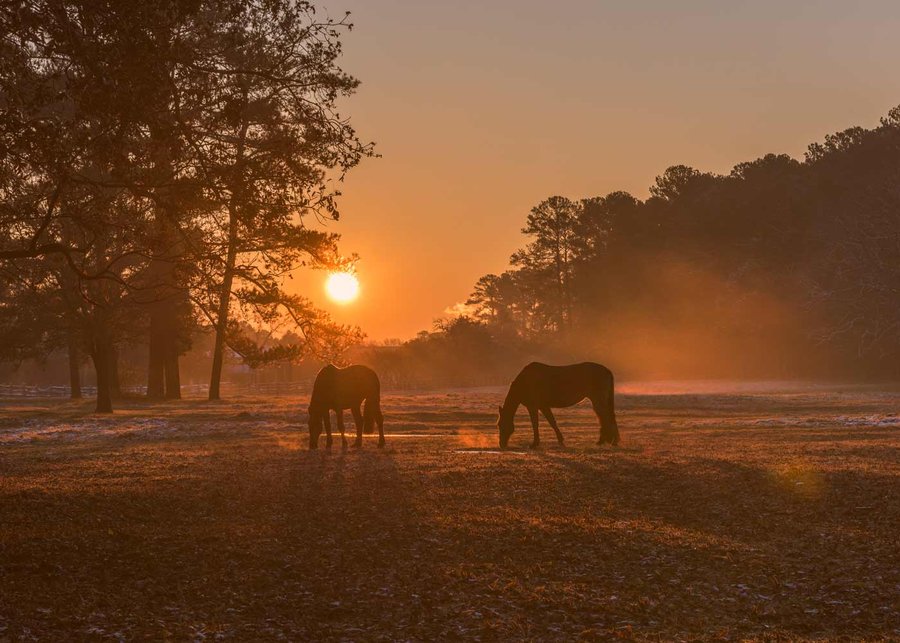 winter-horses-2018