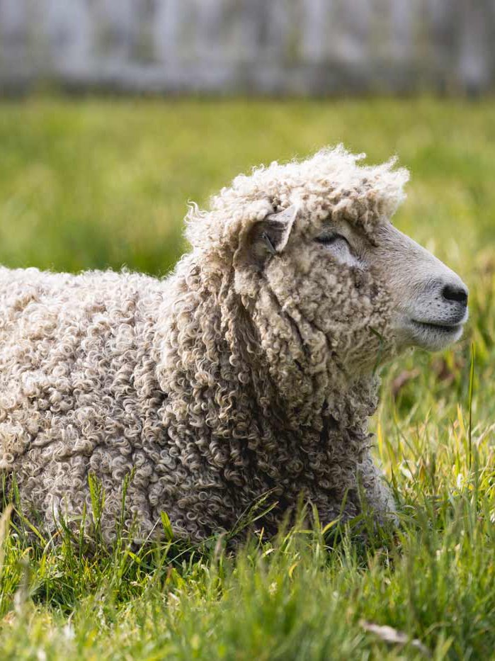 Roje Rere Rare Breeds Wanstrow